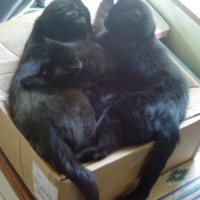 three black cats