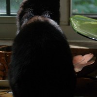 black cat looking out window
