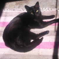 black cat on pink and gray rug