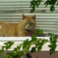 orange cat in window
