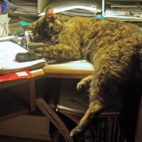 cat sleeping on desk with head on calculator