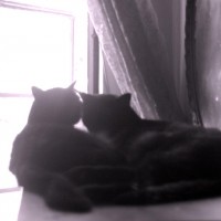 silhouette of two black cats by window