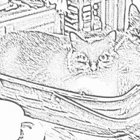 two black cats in a basket