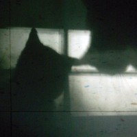 shadows of two cats