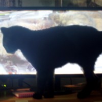 black cat in front of computer screen