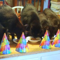 five black cats eating