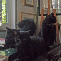 Four black cats on table