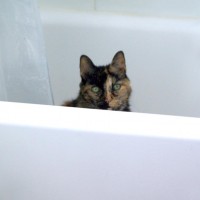 tortoiseshell cat in the tub