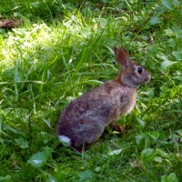 rabbit in the grass