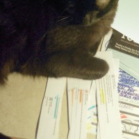 black cat with entries
