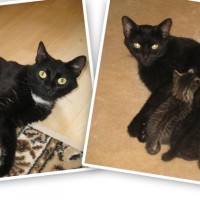 photos of two black cats with kittens