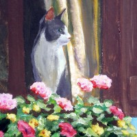 gray and white cat at window