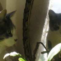 gray and white cat looking in mirror