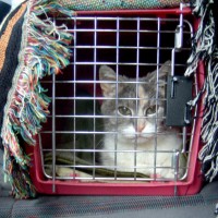 cat in pet carrier