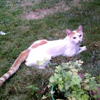 white cat with orange spots