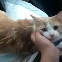 orange and white cat with injury