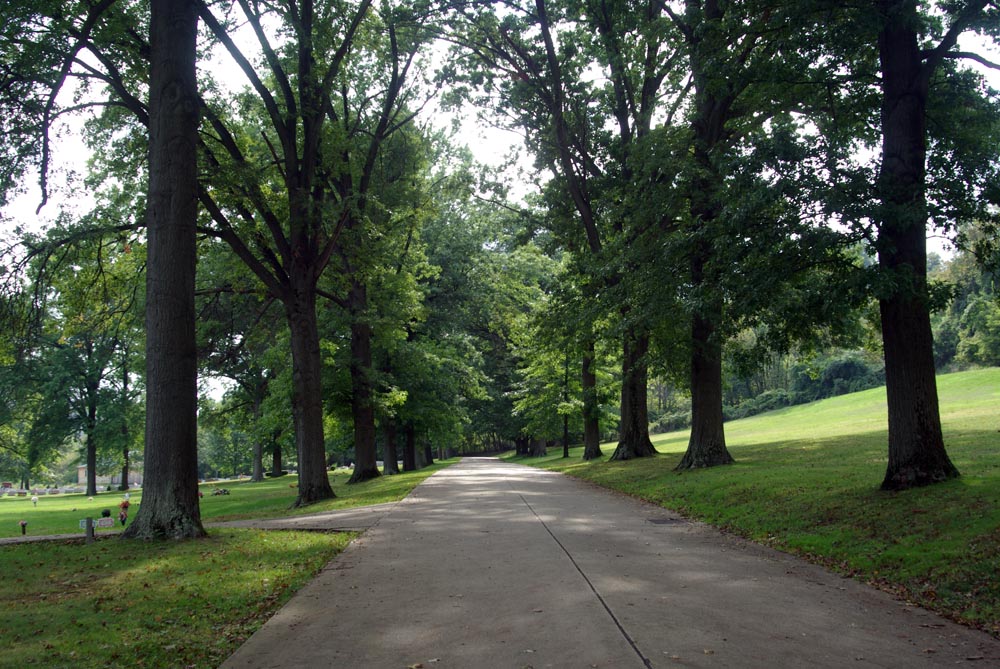 03-Opening tree-lined road