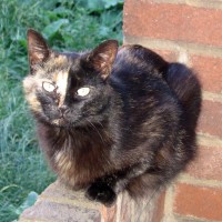 tortoiseshell cat on brick wall