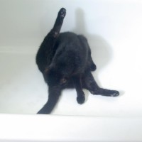 black cat bathing in tub