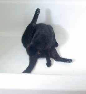 Mr. Sunshine makes good use of the tub for a morning bath.