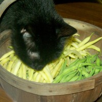 black cat with green and yellow beans