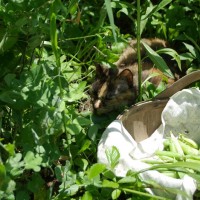 tortoiseshell cat in garden