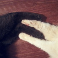 two cats holding paws