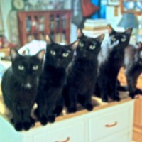 five black cats in a line