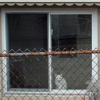 white kitty in the window