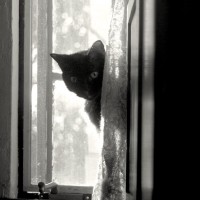 black cat peeking around curtain