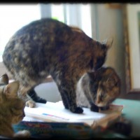 tabby cat and two tortoiseshell cats