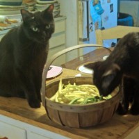 two black cats with basket of beans