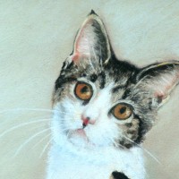 tabby and white kitten