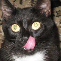 black cat with white spot