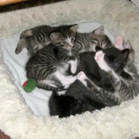 kittens in cat bed