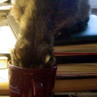 cat drinking out of mug