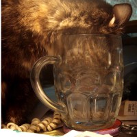 cat drinking from glass