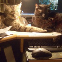 tabby cat and black cat on desk