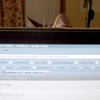 cat ears on computer monitor
