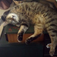 DickieSleeping