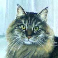 detail of cat's face