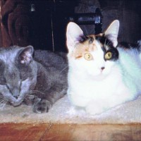 old gray cat and young calico cat