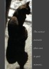 image of cat with shadow