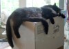 two black cats cuddling