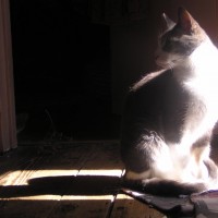 gray and white cat in the sun