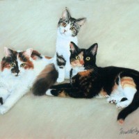portraits of three calico cats