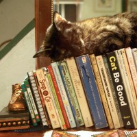 tortoiseshell cat sleeping on books