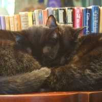 two black cats with cat books