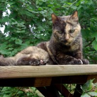 tortoiseshell cat on picnic table