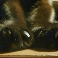 cat toes